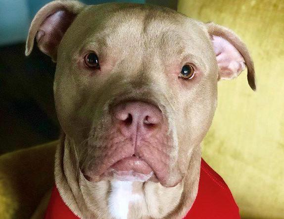 🏆 First place dog: Boris